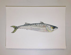 Candice Carlisle - Fish Study 2