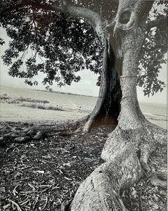 Marian James - A special place: Toondah Harbour