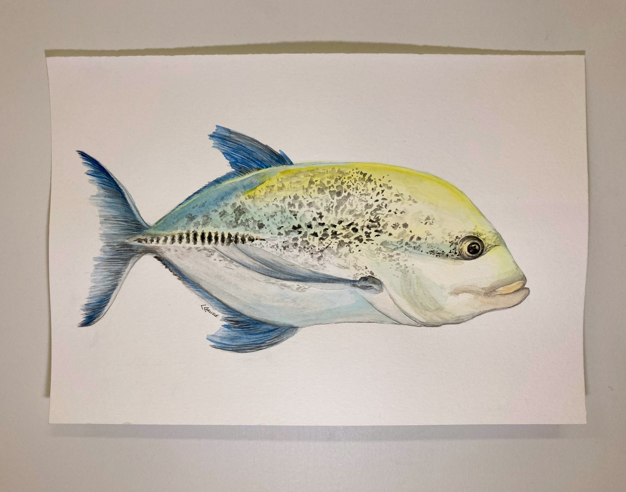 Candice Carlisle - Fish Study 1