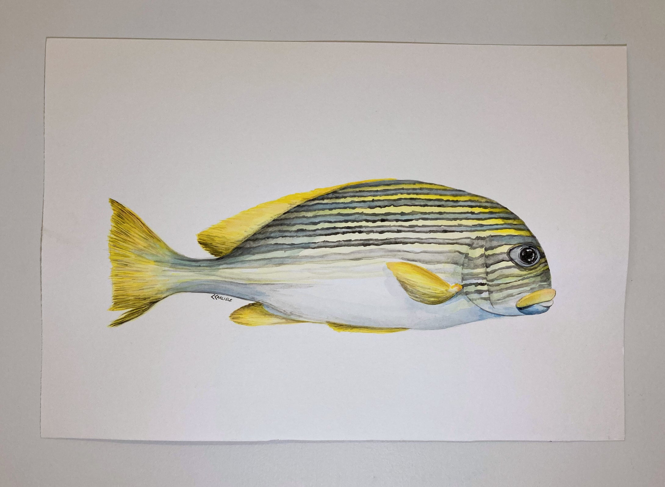 Candice Carlisle - Fish Study 3