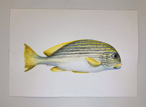 Candice Carlisle - Fish Study 3