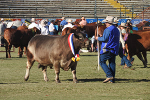 Sylvain Minier - The Champion Bull