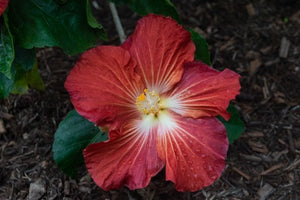 Colleen Stevenson - Hibiscus I