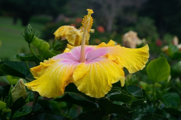 Colleen Stevenson - Hibiscus III