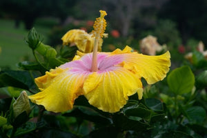 Colleen Stevenson - Hibiscus III