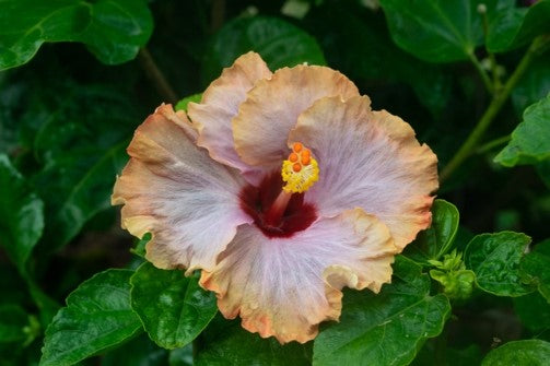 Colleen Stevenson - Hibiscus IV