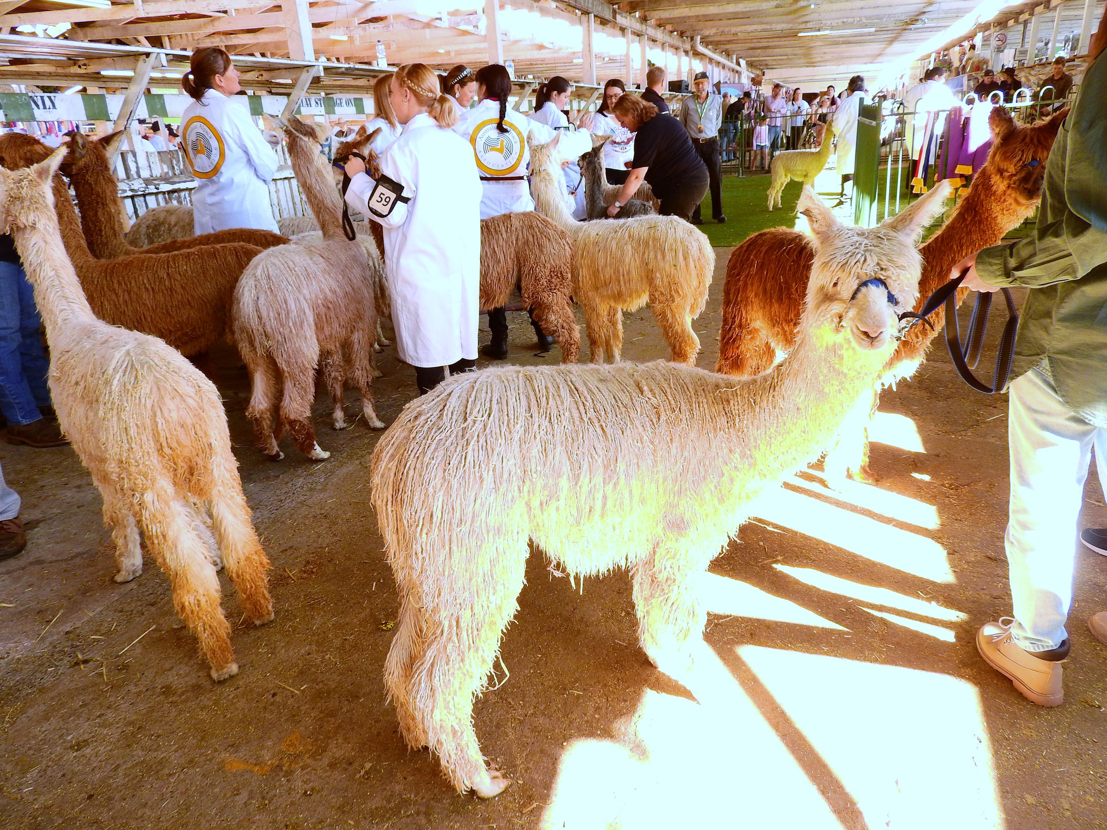 Sylvain Minier - The Llama Judging