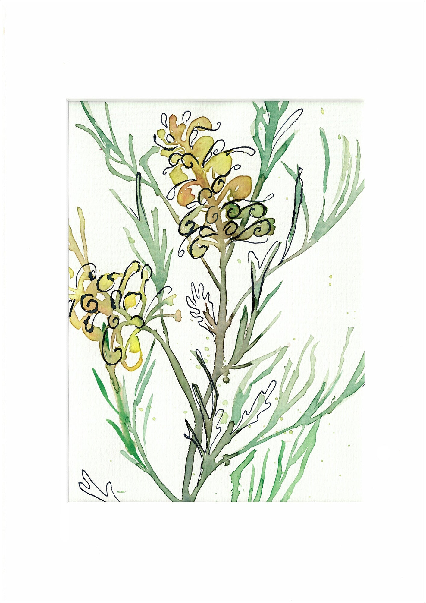 Sue Yule - Yellow Grevillea